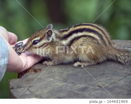 Chipmunk eating a treat from a human's palm Chipmunk eating a treat from a human's palm 104681969