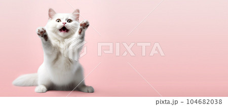 Funny portrait of a cat looking shocked or surprised against the background with its paw up. Funny portrait of a cat looking shocked or surprised against the background with its paw up. 104682038