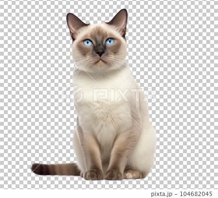 Siamese cat with bright blue eyes on a transparent background. 104682045