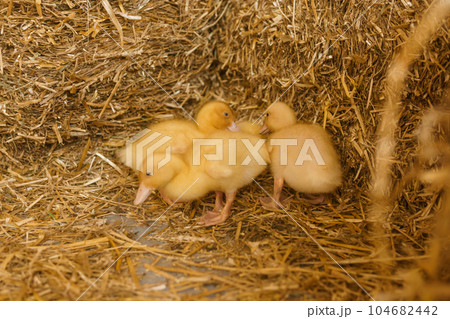 Live yellow ducks next to fresh hay close-up. the concept of raising animals on a farm. 104682442