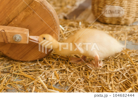 Live yellow ducks next to fresh hay close-up. the concept of raising animals on a farm. Live yellow ducks next to fresh hay close-up. the concept of raising animals on a farm. 104682444