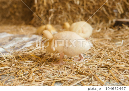 Live yellow ducks next to fresh hay close-up. the concept of raising animals on a farm. Live yellow ducks next to fresh hay close-up. the concept of raising animals on a farm. 104682447