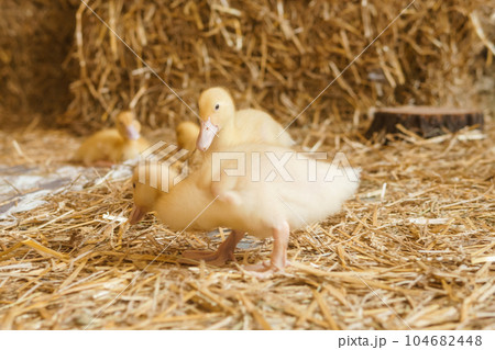 Live yellow ducks next to fresh hay close-up. the concept of raising animals on a farm. Live yellow ducks next to fresh hay close-up. the concept of raising animals on a farm. 104682448