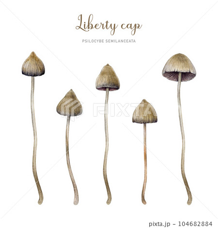 Psilocybe semilanceata mushroom element set. Watercolor illustration. Hand drawn liberty cap psilocybin shrooms collection. Hallucinogen mushrooms Isolated on white background 104682884
