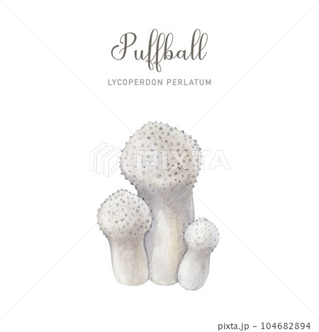 Puffball mushroom group. Watercolor illustration. Common puffball mushroom group isolated on white background. Edible tasty delicious fungi image 104682894
