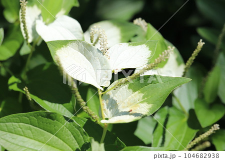初夏の公園に咲く半夏生の白と緑の複色の葉と小さな小花の花穂の様子 初夏の公園に咲く半夏生の白と緑の複色の葉と小さな小花の花穂の様子 104682938