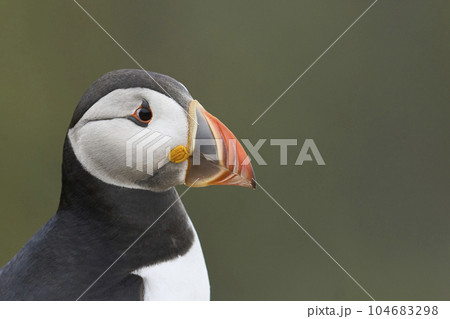 Atlantic puffin Atlantic puffin 104683298