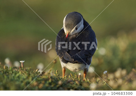Atlantic puffin 104683300