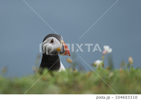 Atlantic puffin 104683310