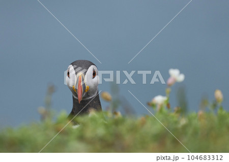 Atlantic puffin 104683312