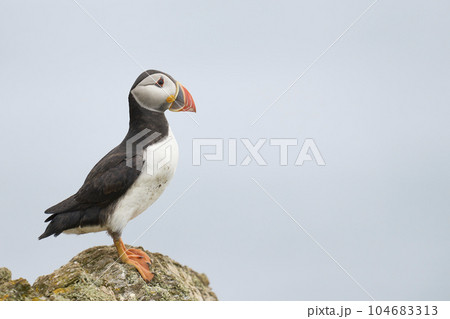 Atlantic puffin 104683313