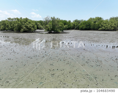 Carbon capture concept. Natural carbon sinks. Mangrove trees capture CO2 from the atmosphere. Green mangrove forest and mudflat. Blue carbon ecosystems. Mangroves absorb carbon dioxide emissions. 104683490