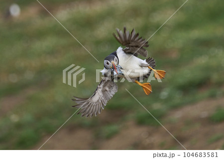Puffin landing with fish 104683581