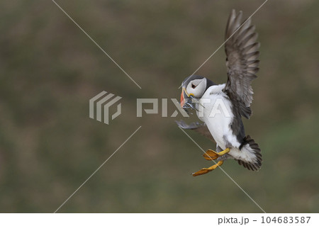 Puffin landing with fish 104683587