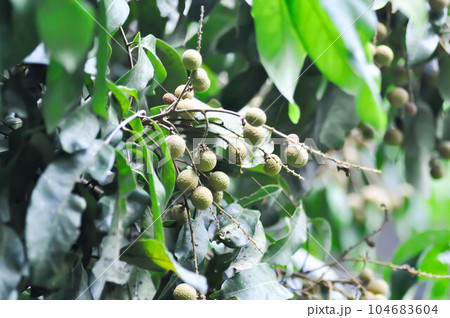 longan, thai fruit or Dimocarpus longan or longan tree longan, thai fruit or Dimocarpus longan or longan tree 104683604