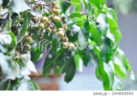 longan, thai fruit or Dimocarpus longan or longan tree longan, thai fruit or Dimocarpus longan or longan tree 104683605