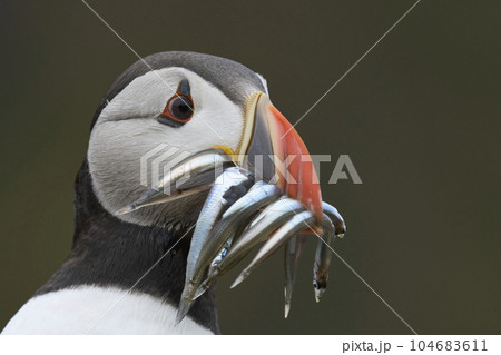 Puffin with fish 104683611