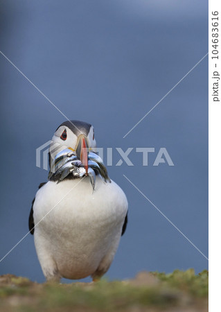 Puffin with fish 104683616