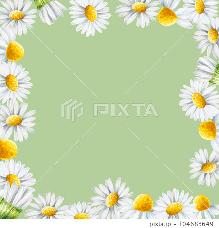 Watercolor white daisy flowers frame isolated. Chamomile. Beauty products and botany set, cosmetology and medicine. For designers, spa decoration, postcards, wrapping paper, scrapbooking, covers, 104683649