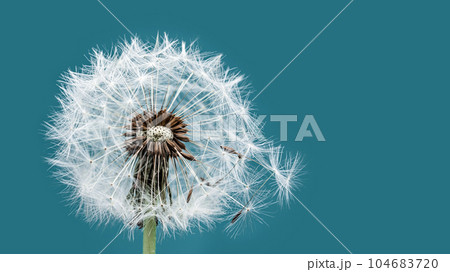Macro dandelion at blue background. Freedom to Wish. Seed macro closeup. Goodbye Summer. Hope and dreaming concept. Fragility. Springtime. soft focus. Macro nature. Macro dandelion at blue background. Freedom to Wish. Seed macro closeup. Goodbye Summer. Hope and dreaming concept. Fragility. Springtime. soft focus. Macro nature. 104683720