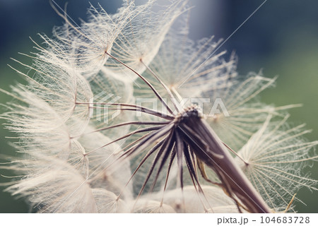dandelion at sunset . Freedom to Wish. Dandelion silhouette fluffy flower on sunset sky. Seed macro closeup. Soft focus. Goodbye Summer. Hope and dreaming concept. Fragility. Springtime. 104683728