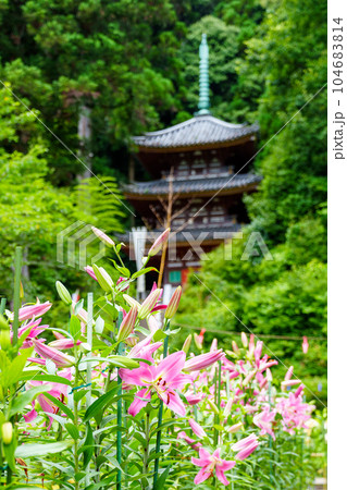 【奈良県】大和郡山市 松尾寺 境内に咲くカサブランカの花 (2023/07/03撮影) 104683814