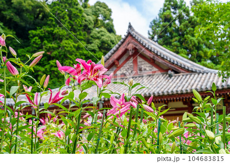 【奈良県】大和郡山市 松尾寺 境内に咲くカサブランカの花 (2023/07/03撮影) 104683815