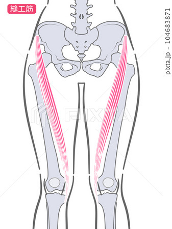女性の縫工筋 104683871