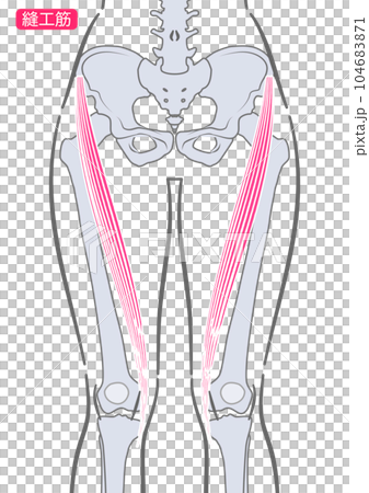 女性の縫工筋 104683871