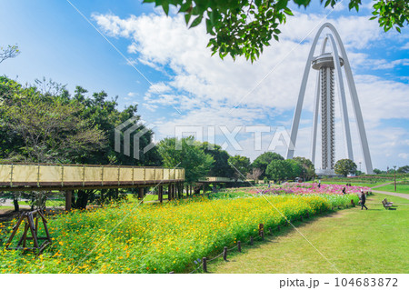 138タワーパーク、満開のコスモス〈愛知県一宮市〉 104683872