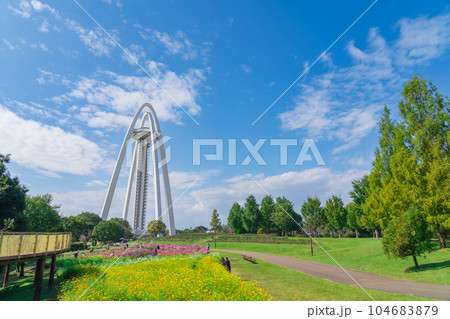 138タワーパーク、満開のコスモス〈愛知県一宮市〉 104683879