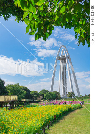 138タワーパーク、満開のコスモス〈愛知県一宮市〉 104683880
