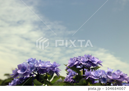 あぐりの丘の紫陽花04 あぐりの丘の紫陽花04 104684007