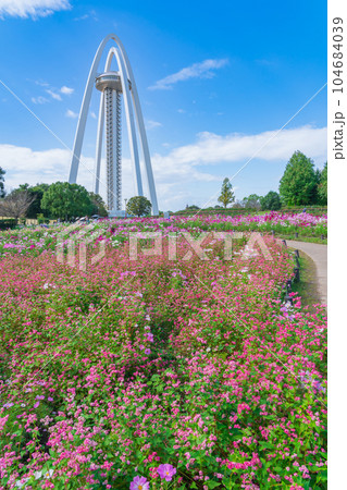 138タワーパーク、満開のコスモスと赤ソバ〈愛知県一宮市〉 104684039