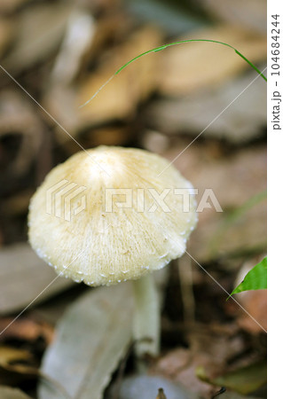 オオキヌハダトマヤタケ（マクロレンズ使用・屋外自然光・接写写真） 104684244