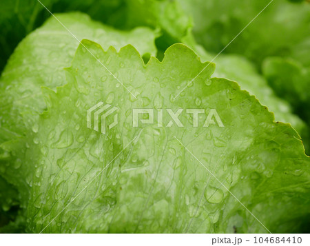 Iceberg lettuce green farm dew drops rain fresh water leaves bio curly close-up Lactuca sativa capitata detail ice harvest leaf farmer freshly growth bio harvesting vegetable spring stem stalk farmer 104684410