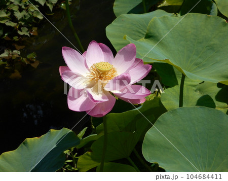 富岡市にある神成古代蓮の里にて 104684411