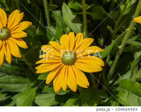 晴れた日に咲くルドベキア【ルドベキア・サンベキア・オフィーリア】 104684493