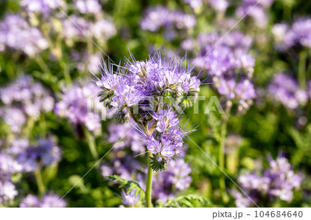Lacy phacelia, blue tansy or purple tansy. Phacelia tanacetifolia Lacy phacelia, blue tansy or purple tansy. Phacelia tanacetifolia 104684640