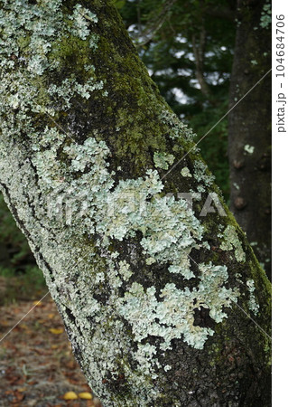 桜の幹に発生した地衣類「ウメノキゴケ」 104684706