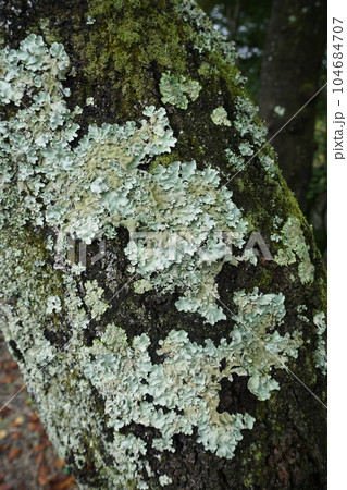 桜の幹に発生した地衣類「ウメノキゴケ」 桜の幹に発生した地衣類「ウメノキゴケ」 104684707