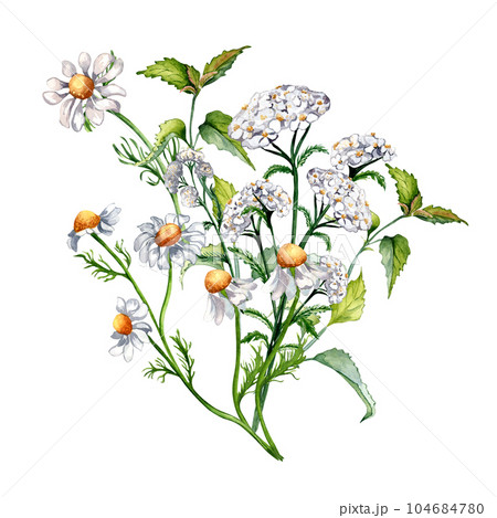 Bouquet of meadow medicinal flower, herb plants watercolor illustration isolated on white background. Daisy, chamomile, nettle, achillea millefolium hand drawn. Design for label, package, postcard 104684780