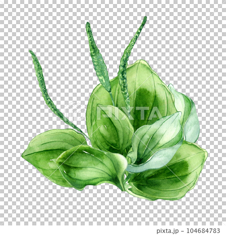 Plantago broadleaf medicinal plant watercolor illustration isolated on white background. Plantain, green leaves, useful herb, psyllium hand drawn. Design for label, package, postcard 104684783