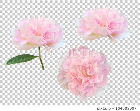 粉色牡丹花 粉色牡丹花 104685007