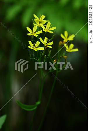 深緑の背景にニガナの黄色い花 104685423