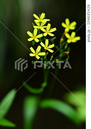 深緑の背景にニガナの黄色い花 104685426