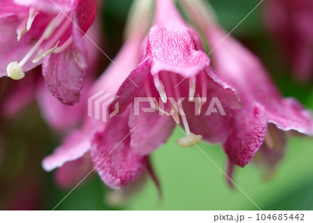 鮮やかな赤紫色のオオタニウツギの花(マクロレンズ使用アウトドア写真) 鮮やかな赤紫色のオオタニウツギの花(マクロレンズ使用アウトドア写真) 104685442
