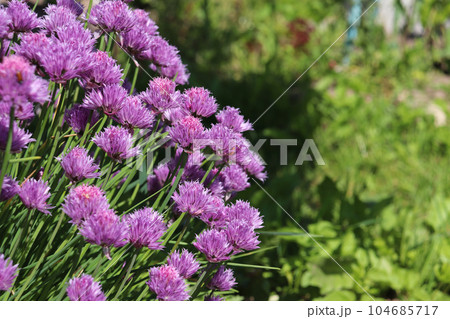 honey plant Chives in garden 104685717
