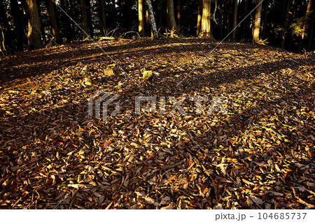 道志山塊の岩下ノ丸山頂 朝焼けの頂 道志山塊の岩下ノ丸山頂 朝焼けの頂 104685737