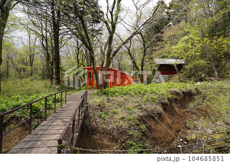 長野県戸隠 戸隠神社奥社参道の随神門から鏡池に向かう外周の小径 天命稲荷付近 2023年5月15日 長野県戸隠 戸隠神社奥社参道の随神門から鏡池に向かう外周の小径 天命稲荷付近 2023年5月15日 104685851